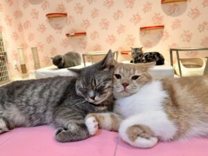 横浜・元町中華街の猫カフェ「猫ちゃんといっしょ」の店内でくつろぐ猫たち