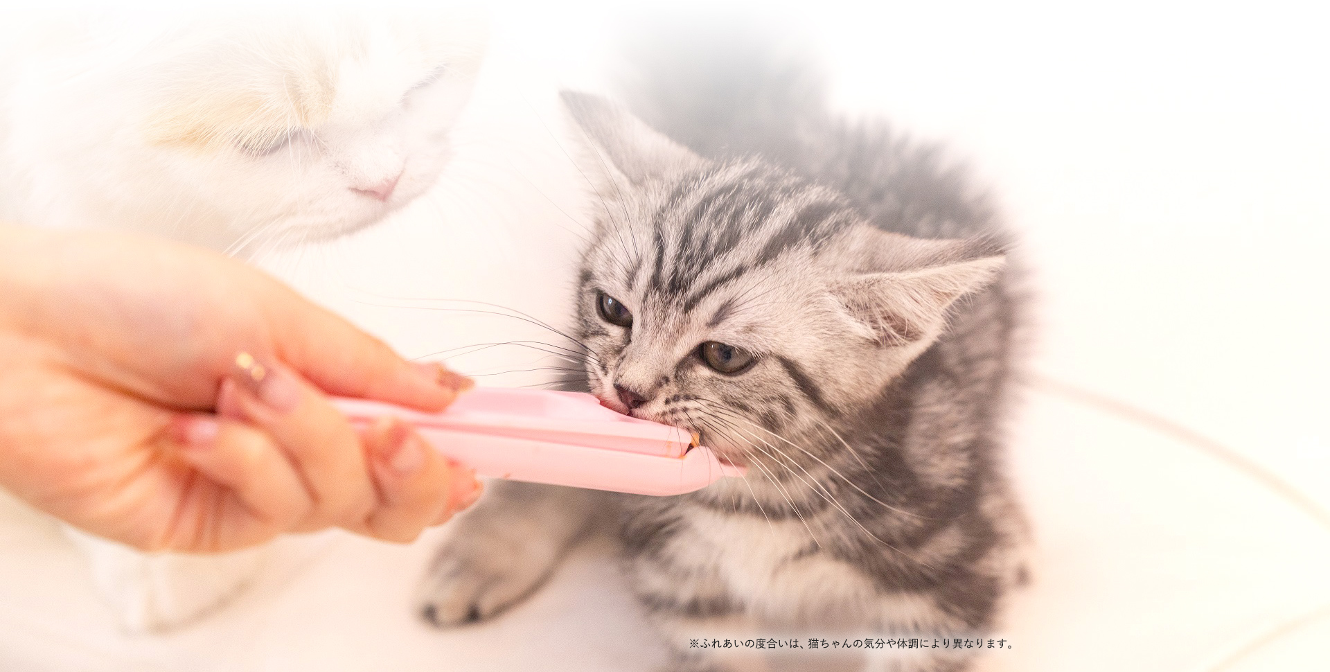 猫ちゃんといっしょ