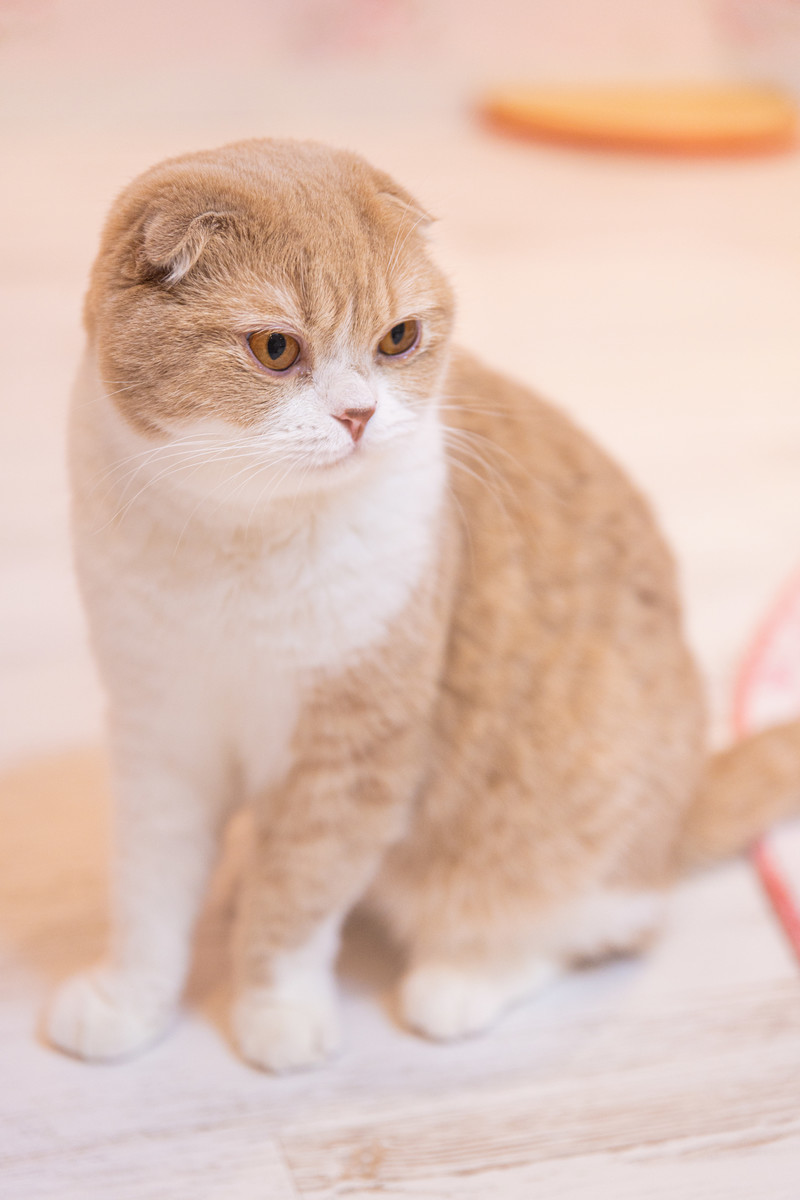 猫カフェ 横浜市でデート利用やお子様連れで来店ができる猫カフェと言えば 猫ちゃんといっしょ 横浜 元町 中華街 の観光 デートにおすすめ です 子供も入店可 保護者の同伴が必要