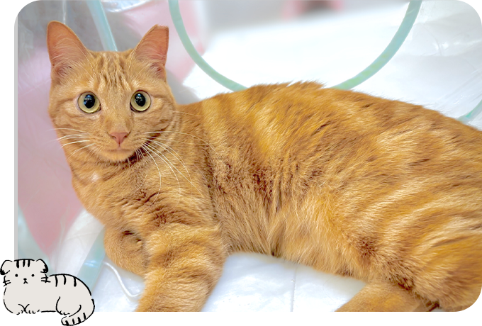 保護猫について