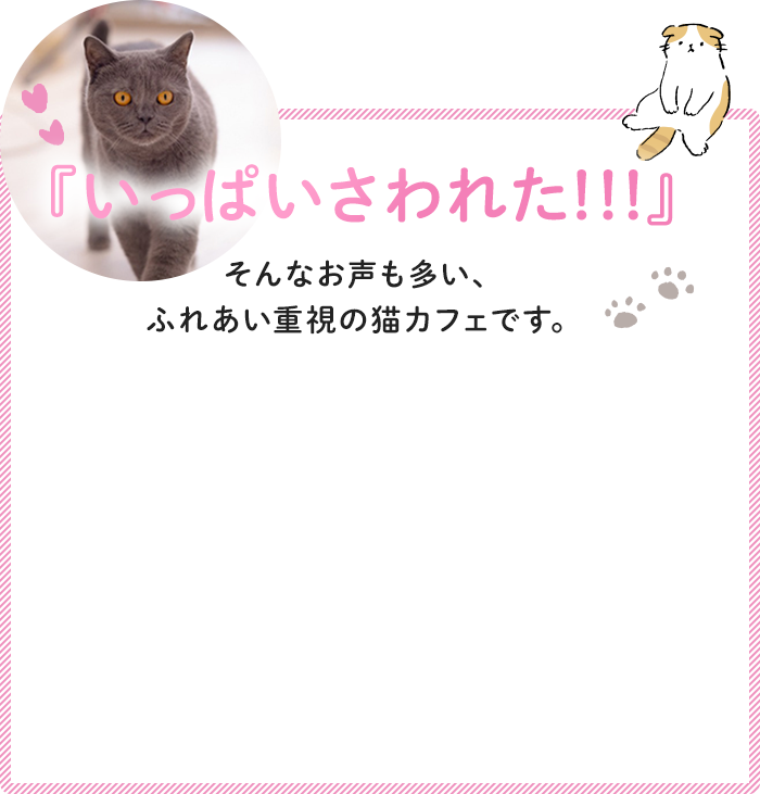 『いっぱいさわれた!!!』そんなお声も多い、ふれあい重視の猫カフェです。