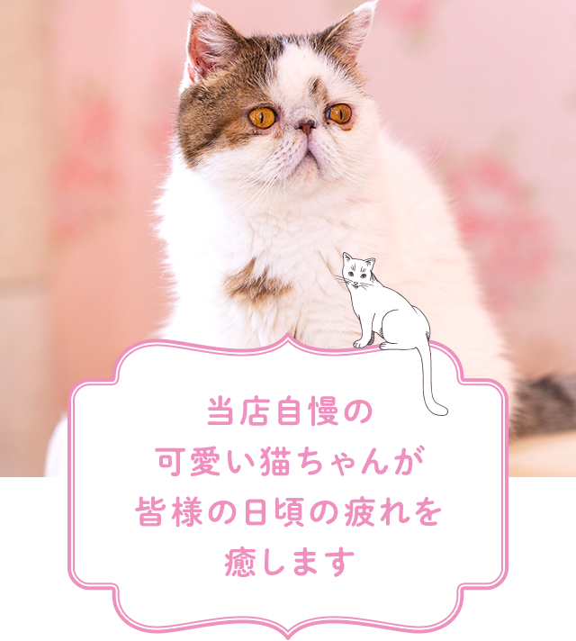 横浜 元町 中華街の猫カフェ 猫ちゃんといっしょ 観光 デートにおすすめ