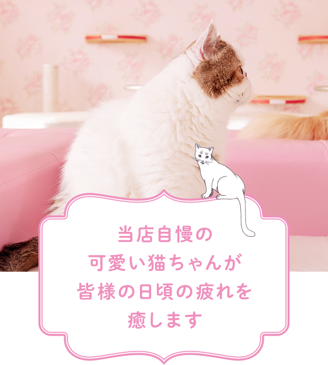 横浜 元町 中華街 猫ちゃんといっしょ 公式 猫あそびにおすすめ